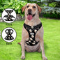 Personalised no-pull harness laid out to show customisation area and strap adjustments — breathable, lightweight design